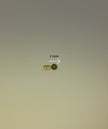 18 Ct Yellow Gold  3mm Ball's White Pearl's Earrings Stud Push Back Gift Pouch